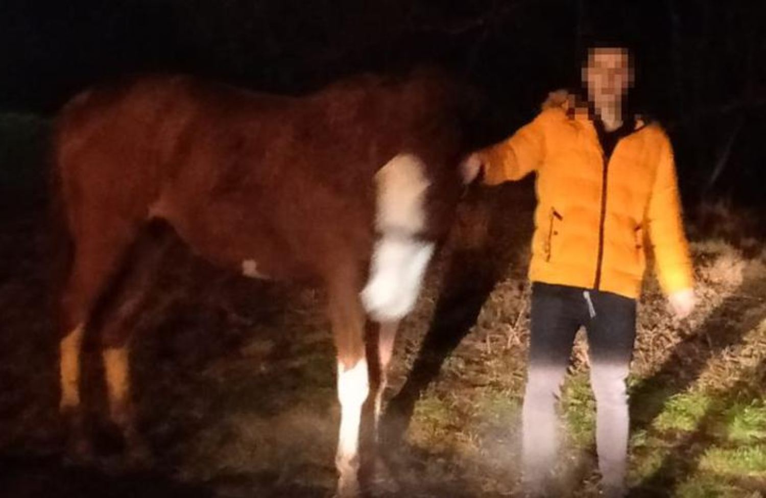 19-latek chciał wprowadzić konia do swojego mieszkania w bloku Fot. Policja Pomorska